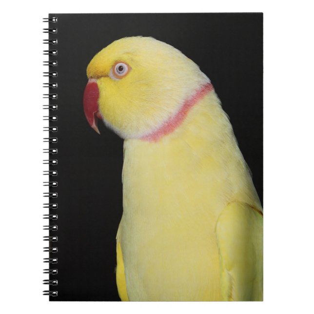 Lutino Indian Ringneck Parakeet Pose Spiral Notebook (Front)