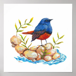 Luzon Water Redstart Endemic Philippine Bird Poster