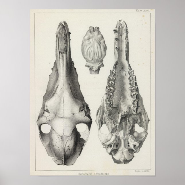 LXXVI Procamelus occidentalis Poster (Front)