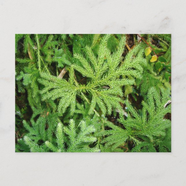 Lycopodium paniculatum, Southern Chile Postcard (Front)