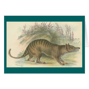 Lydekker - Thylacine - Tasmanian Tiger
