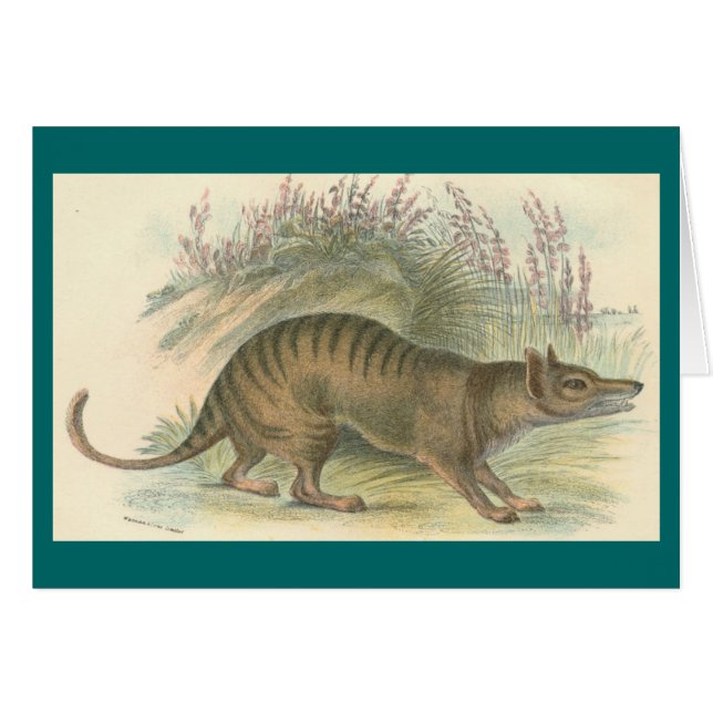 Lydekker - Thylacine - Tasmanian Tiger (Front Horizontal)