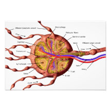Lymph node poster