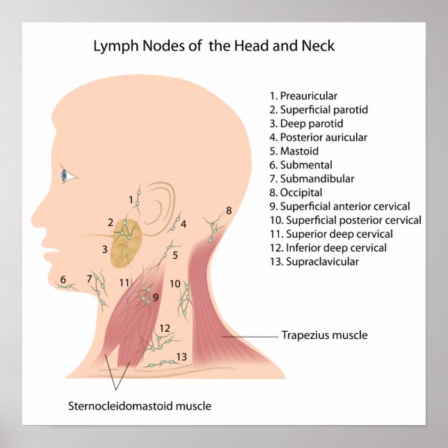 lymph nodes of the head and neck poster (Front)
