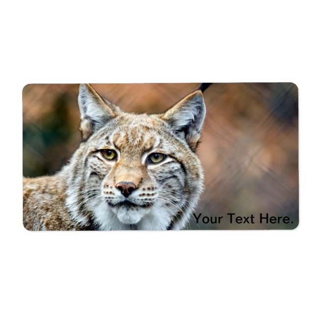 Lynx Bobcat Wildlife Predator Cat (Front)