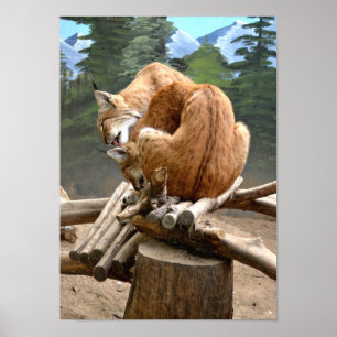 Lynx cats poster