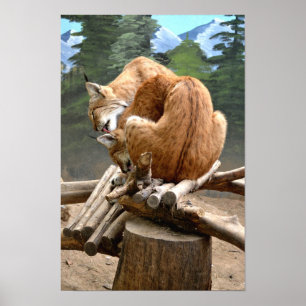 Lynx cats poster