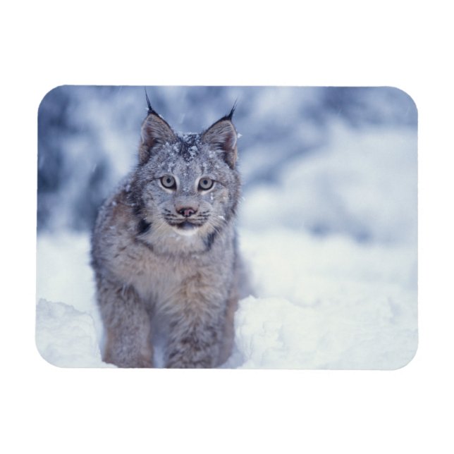 Lynx in the snow in the foothills magnet (Horizontal)