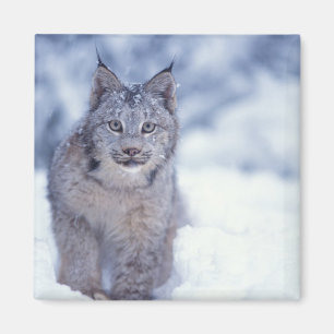 Lynx in the snow in the foothills magnet