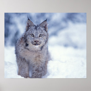 Lynx in the snow in the foothills poster