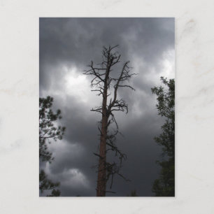 Lynx Lake, Arizona, is a 55-acre reservoir Postcard