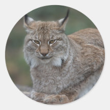 Lynx Looking At You