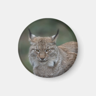 Lynx Looking At You Magnet