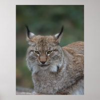 Lynx Looking At You