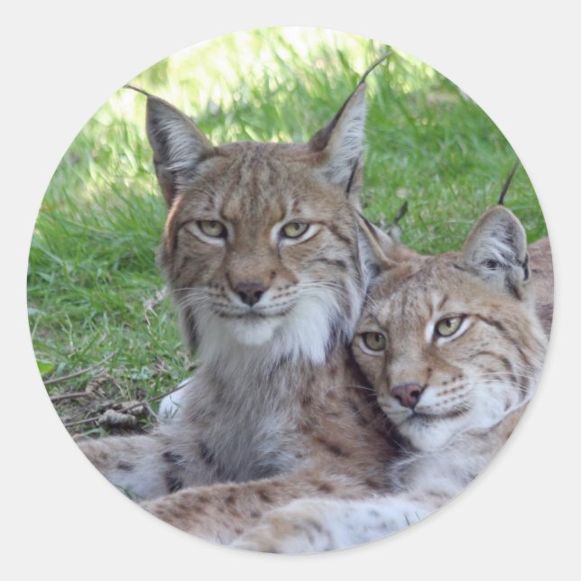 lynx pair classic round sticker (Front)