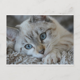 Lynx Point Siamese Postcard