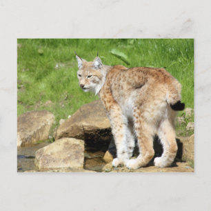 Lynx Postcard