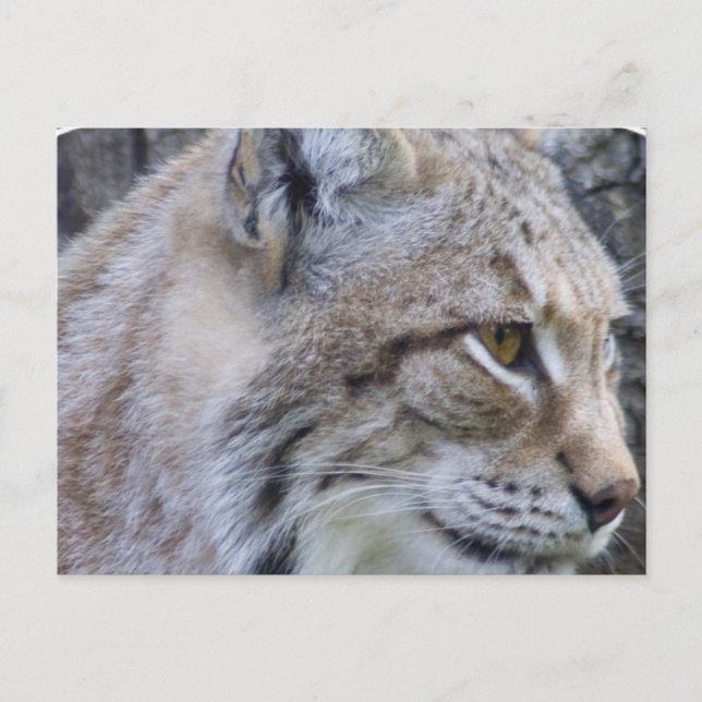 Lynx Postcard (Front)