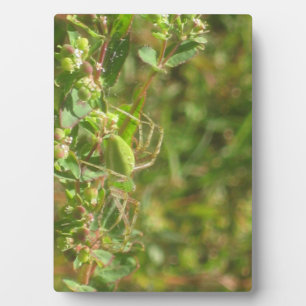 Lynx Spider Plaque