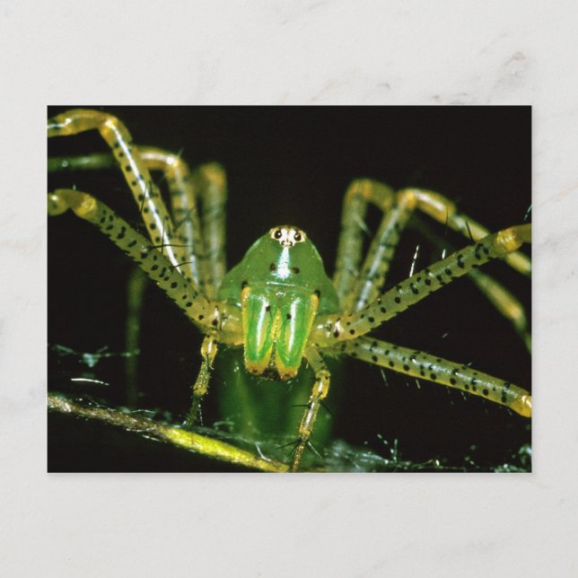 Lynx Spider Postcard (Front)