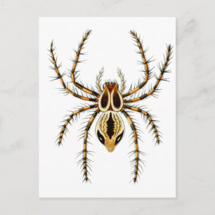 Lynx Spider Postcard