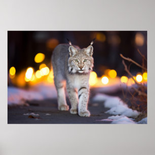 Lynx Wildlife Animal On Street Outdoors Poster