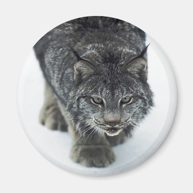 Lynx Winter Magnet (Front)
