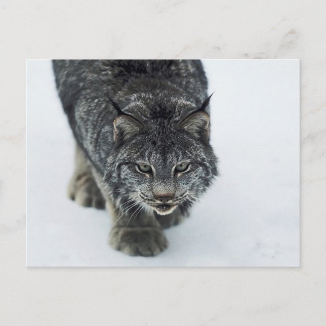 Lynx Winter Postcard (Front)