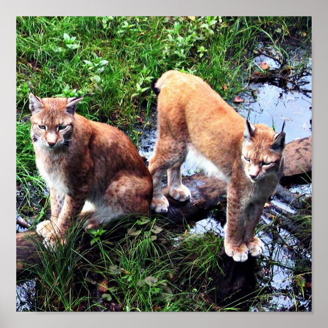 Lynxes poster (Front)