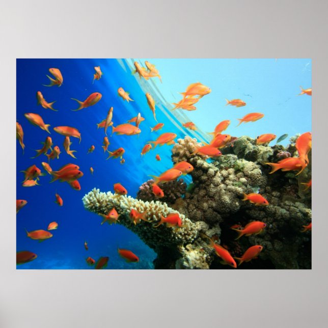 Lyretail anthias on coral reef poster (Front)
