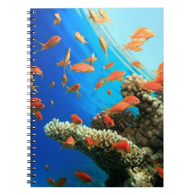 Lyretail anthias on coral reef spiral notebook (Front)