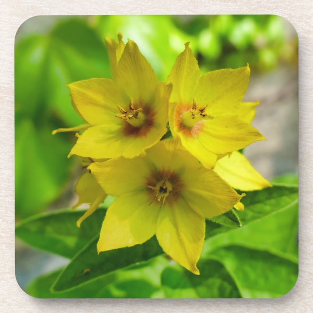 Lysimachia punctata coaster (Front)