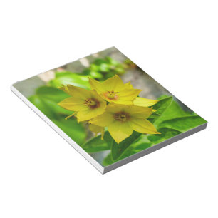 Lysimachia punctata notepad