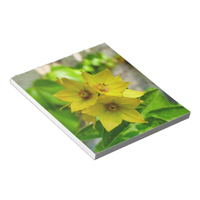 Lysimachia punctata notepad (Angled)