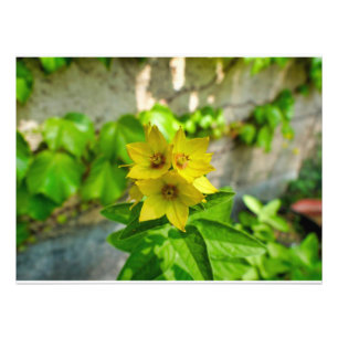Lysimachia punctata photo print