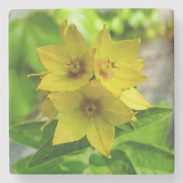 Lysimachia punctata stone coaster (Front)