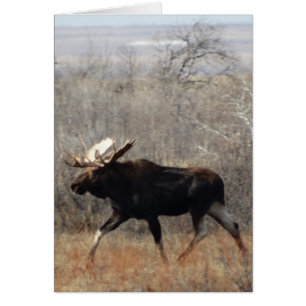 M10 Bull Moose