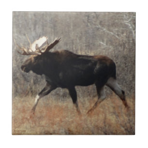 M10 Bull Moose Tile
