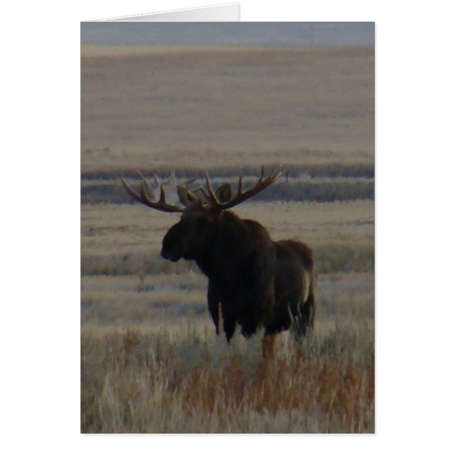 M1 Bull Moose (Front)