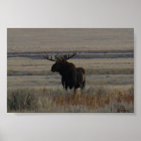 M1 Bull Moose Big Bull
