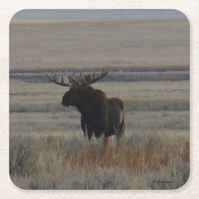 M1 Bull Moose Square Paper Coaster (Front)