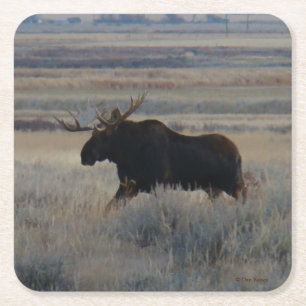 M2 Bull Moose Square Paper Coaster