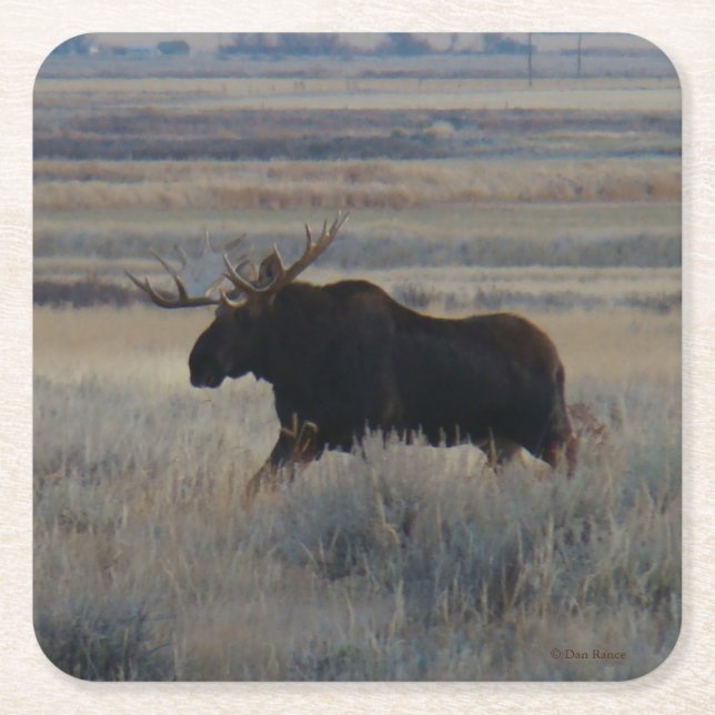 M2 Bull Moose Square Paper Coaster (Front)