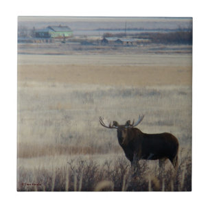 M3 Bull Moose on Farmland Tile