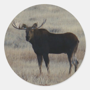 M4 Bull Moose Classic Round Sticker