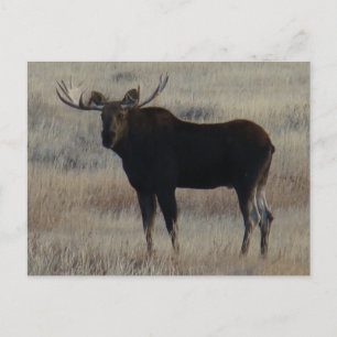 M4 Bull Moose Postcard