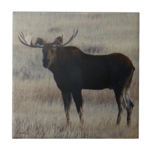 M4 Bull Moose Tile