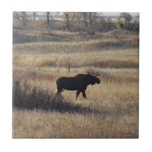 M5 Bull Moose and Sand Hills Tile
