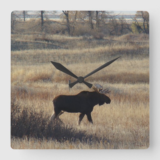 M5 Bull Moose in the Sand Hills Square Wall Clock (Front)