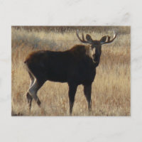 M7 Young Bull Moose